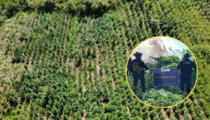Destruyen 144 mil plantas de marihuana en dos predios de Tequila, Jalisco