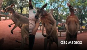 Akala, el canguro musculoso del Zoológico Guadalajara que conquistó internet