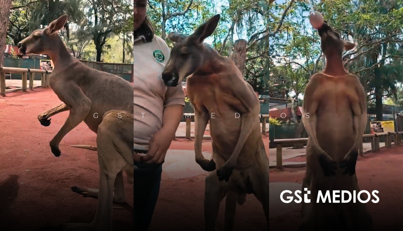 Akala, el canguro musculoso del Zoológico Guadalajara que conquistó internet