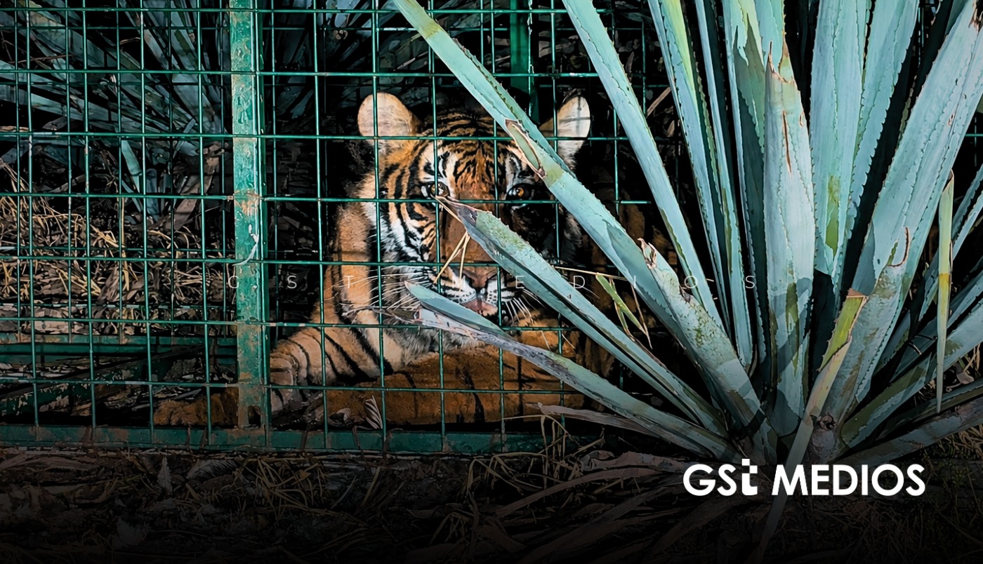 Gobierno levanta restricciones tras captura al tigre que puso en alerta a La Barca