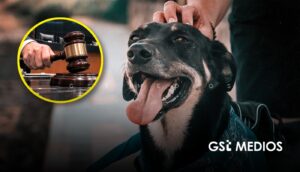 Senado de México reconoce mascotas como seres sintientes