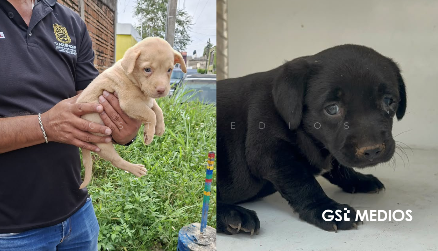 Rescatan a 43 perros que vivían en malas condiciones en Tlaquepaque