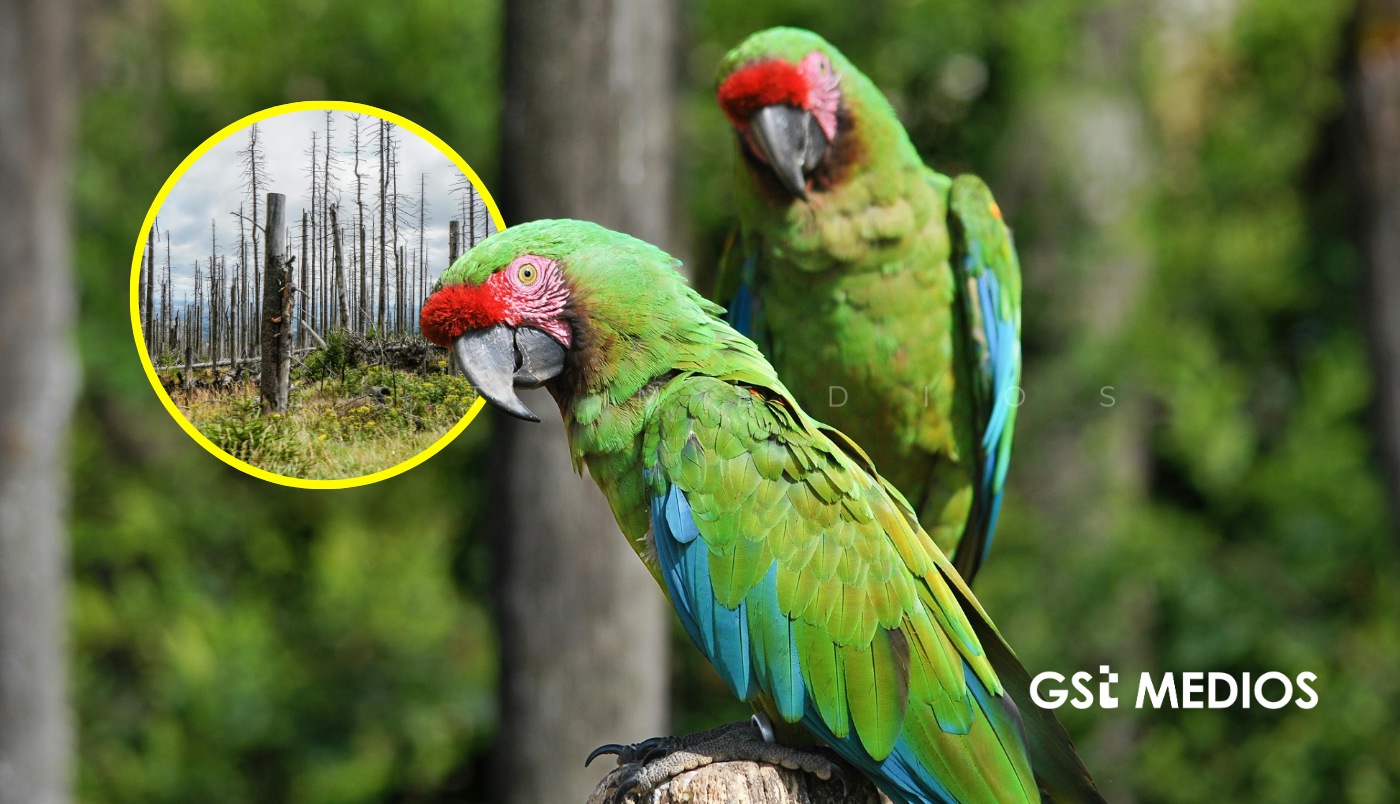 Guacamaya verde enfrenta amenazas por tráfico y destrucción de su hábitat