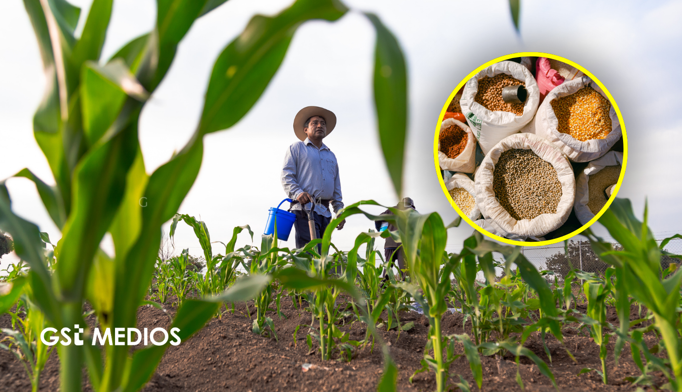 Productores de maíz blanco tendrán más tiempo para solicitar apoyo