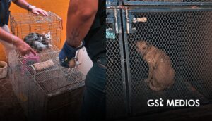 Rescatan a 15 mascotas y exhuman a perro tras cateo por maltrato animal en casa de Guadalajara