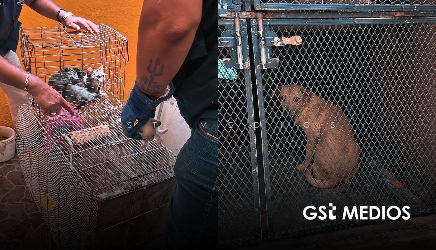 Rescatan a 15 mascotas y exhuman a perro tras cateo por maltrato animal en casa de Guadalajara