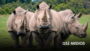 Zoológico de Guadalajara recibe cuatro rinocerontes blancos de Europa para su conservación