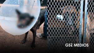 Rescatan a dos perritos en maltratados en Guadalajara