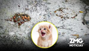 Reportan más gatos muertos; envenenamiento se extiende a colonia Alcalde