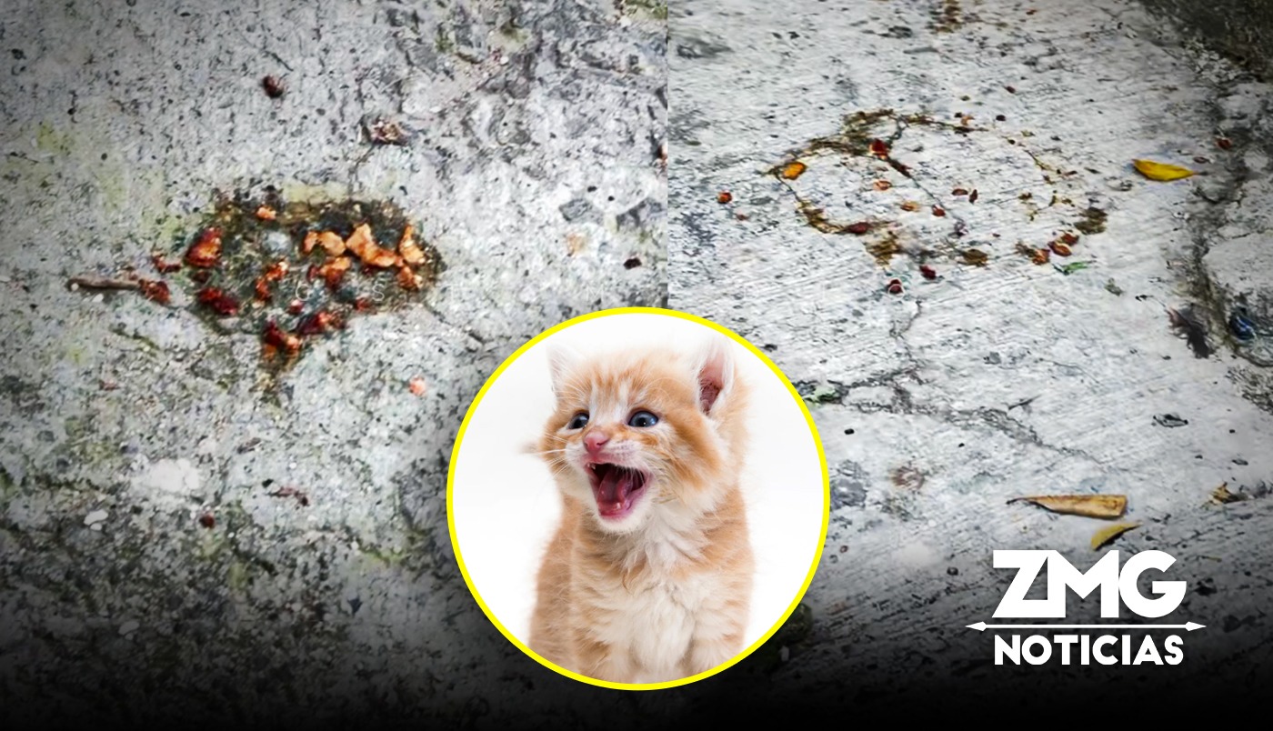Reportan más gatos muertos; envenenamiento se extiende a colonia Alcalde