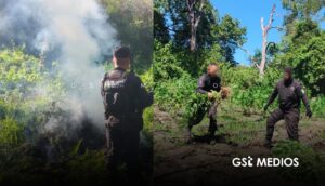 Tequila: destruyen cerca de 98 mil plantas de marihuana