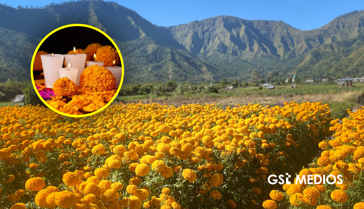Tlaquepaque cultiva cempasúchil en 50 hectáreas para el Día de Muertos
