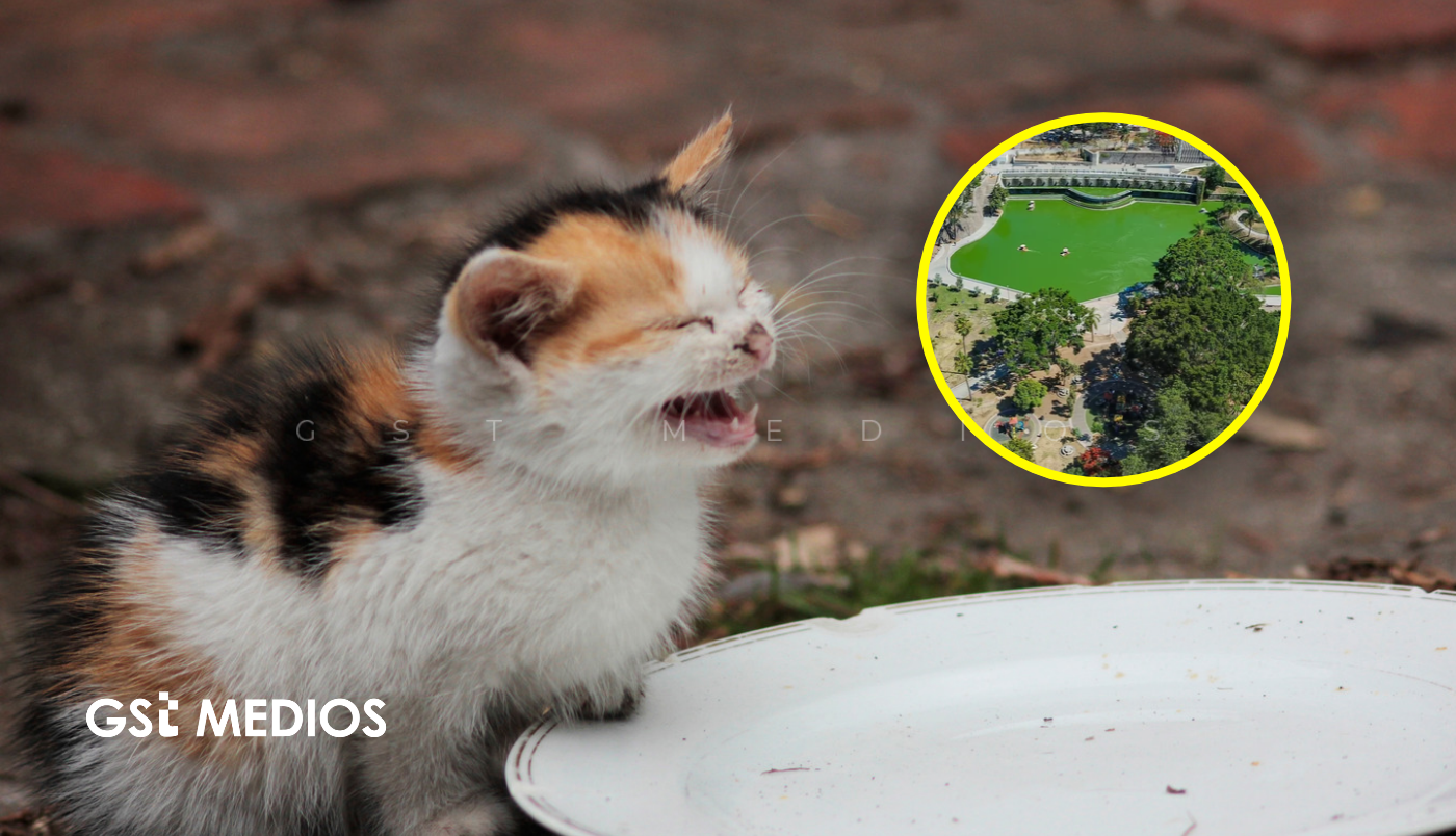 Change.org reúne firmas para investigar envenenamientos de gatos en Parque Alcalde